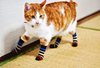 cat with socks.jpg