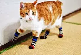 cat with socks.webp