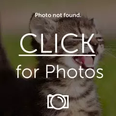 DSC04293_zps4icxaeiz.webp